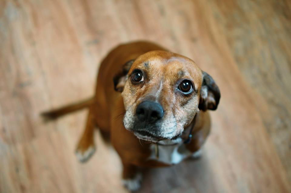 Dog Behavioral Training