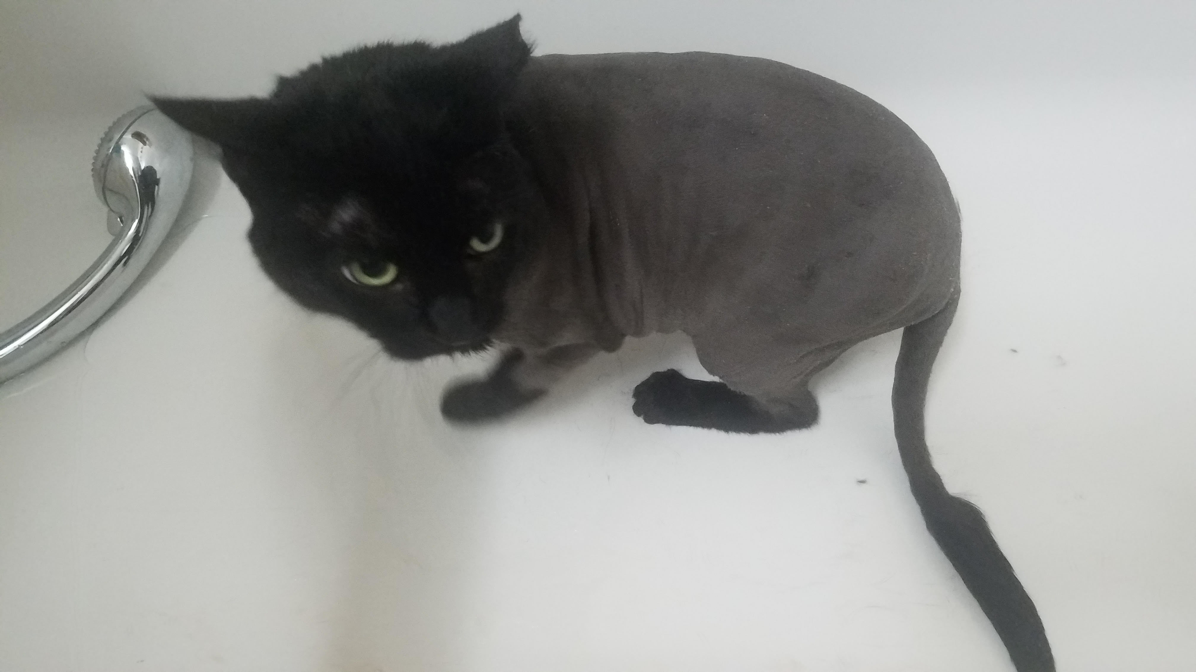 Pet Spa in Oak Park, IL (773) 9567330 Bubbles and Brushes for Paws