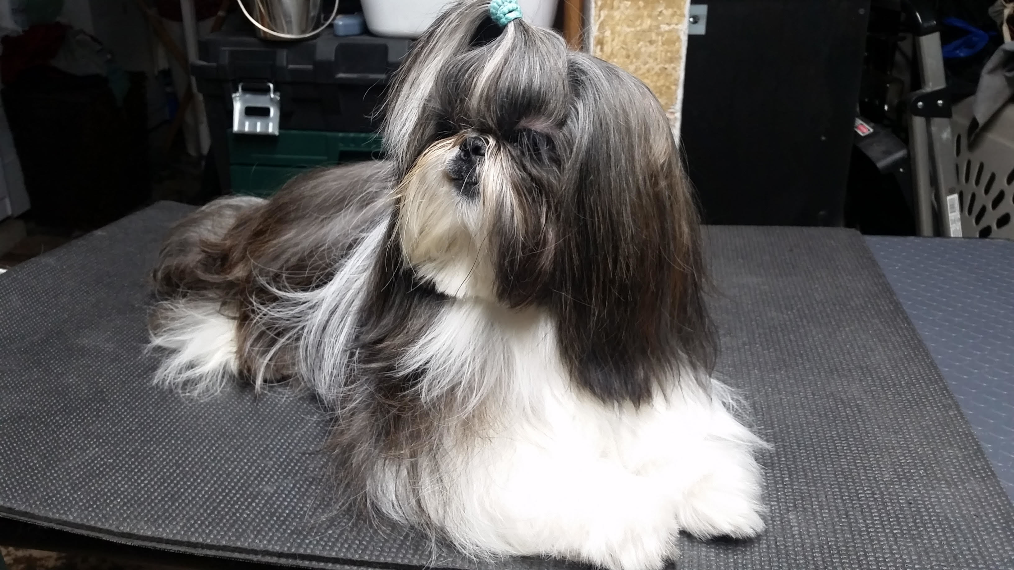 Pet Spa in Oak Park, IL (773) 9567330 Bubbles and Brushes for Paws