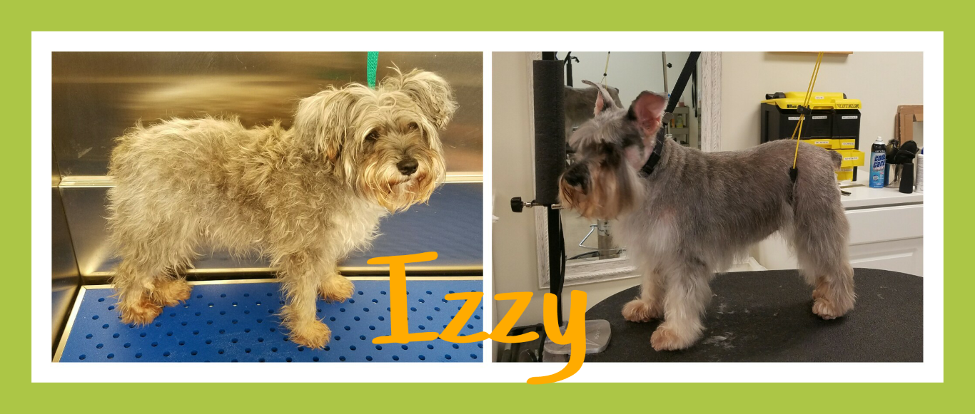 Pet Spa in Oak Park, IL (773) 9567330 Bubbles and Brushes for Paws