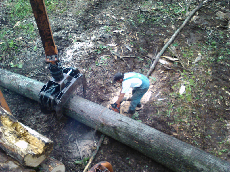 lot clearing