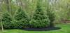 Landscaping_(12)