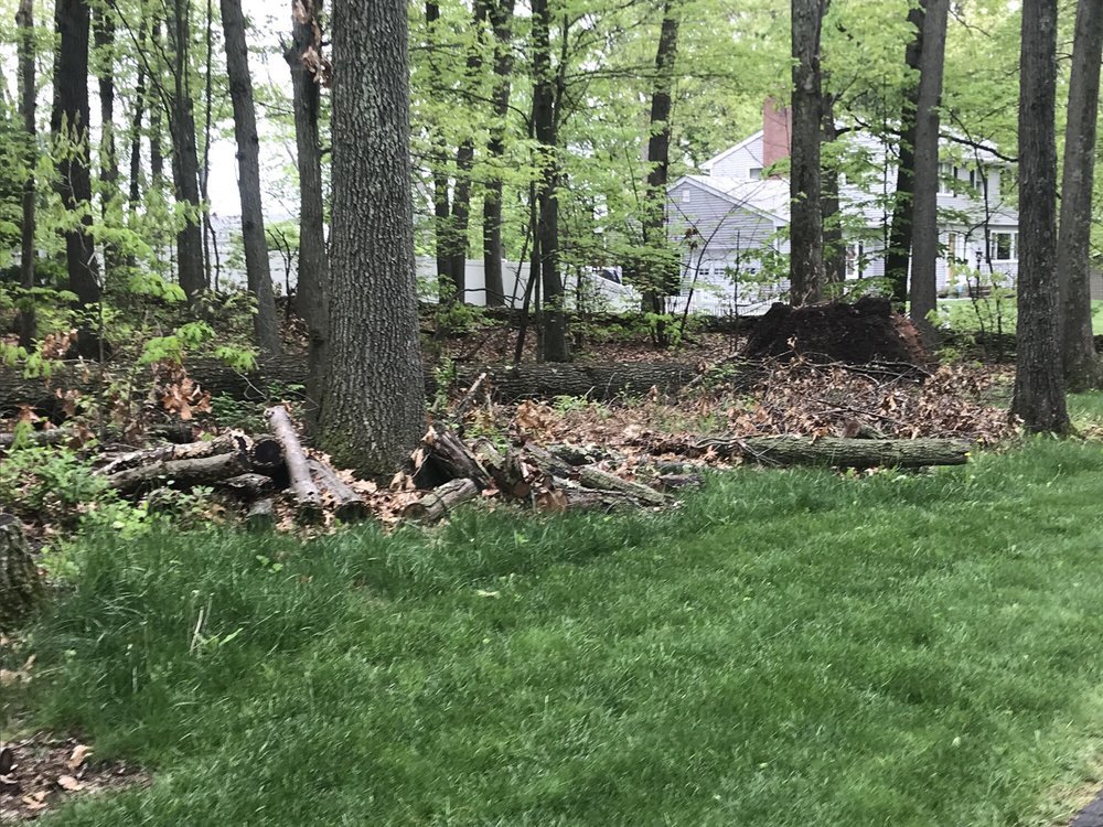 Tree Service D & S Yardworks LLC Bolton, CT