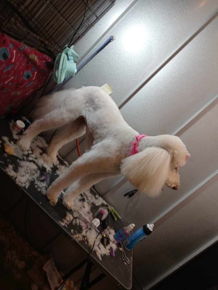 Pet Groomer Jenny & Lily's Mobile Pet Grooming Northport, AL