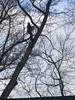 tree_service_1