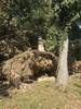 tree_service_2
