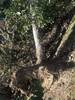 tree_service_4