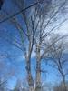 tree_service_6