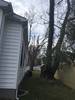 tree_service_7