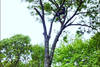lawn_care_(2)