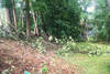 lawn_care_(10)