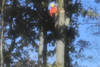 lawn_care_(16)