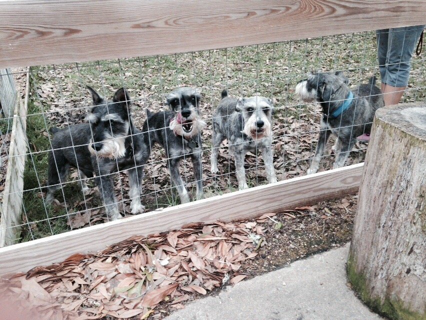 Pet Kennels in Richmond, TX (281) 3945162 Kyalami Kennels LLC