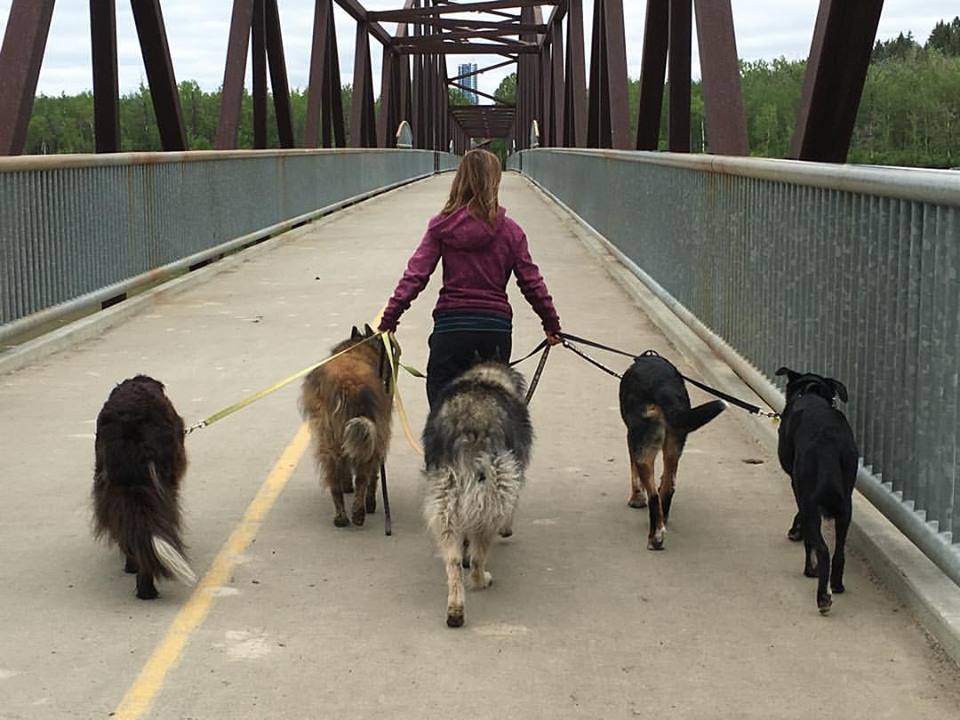 Dog Trainer in Edmonton, AB For the Love of Paws Pet Service (FLOPPS