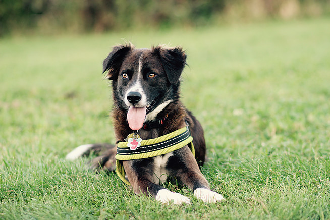 Pet Photography