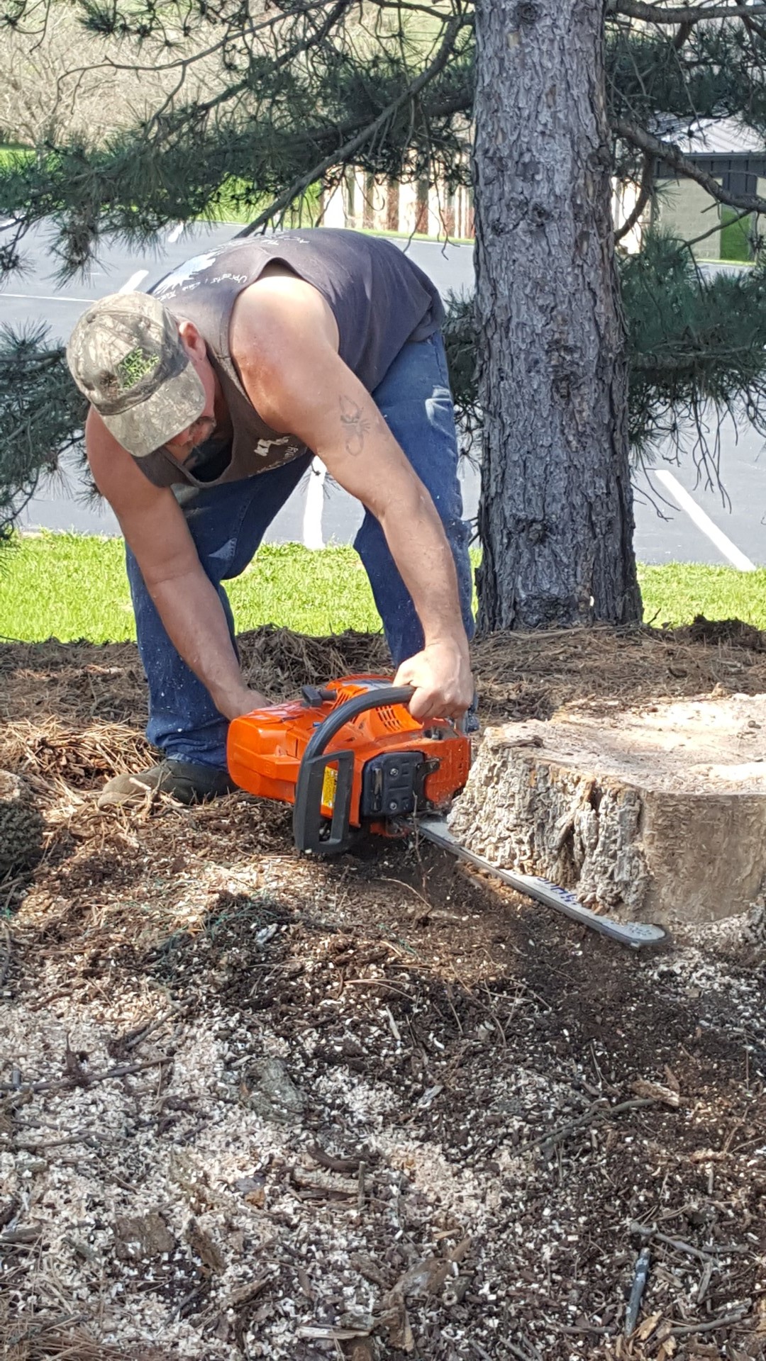 Tree Maintenance in Bellefonte, PA Aces Tree Service (814) 3592629