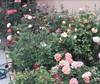 calpezlawncare7