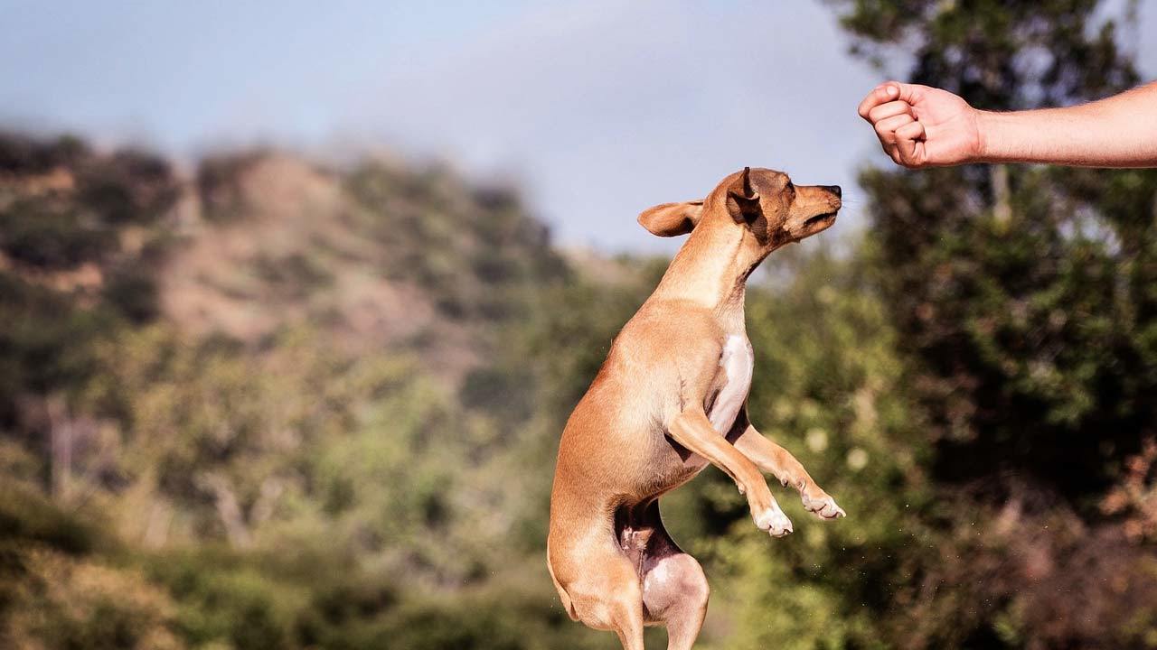 dog training etobicoke