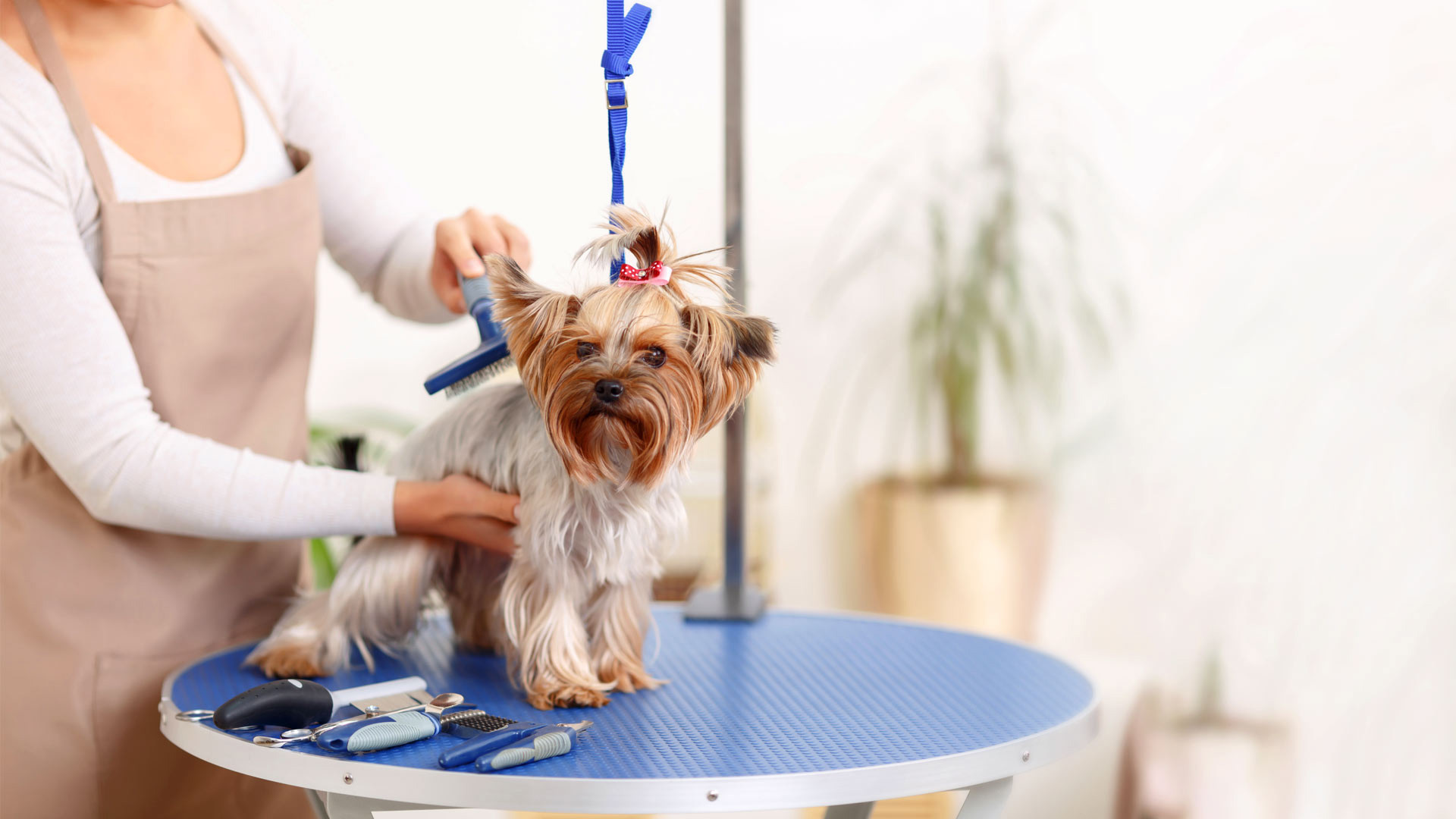 Pet Groomer in Cary, NC (336) 5047160 Helena's Pet Grooming