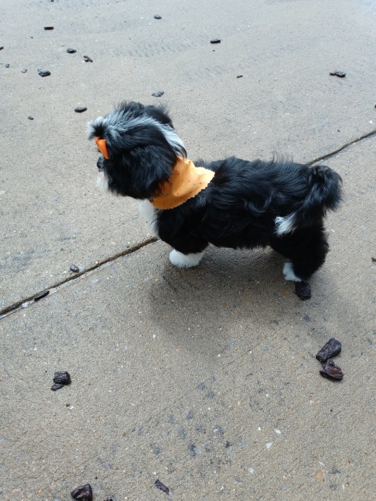 Pet Groomer Jenny & Lily's Mobile Pet Grooming Northport, AL