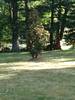 LawnMowing_(20)
