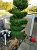 LawnMowing_(2)
