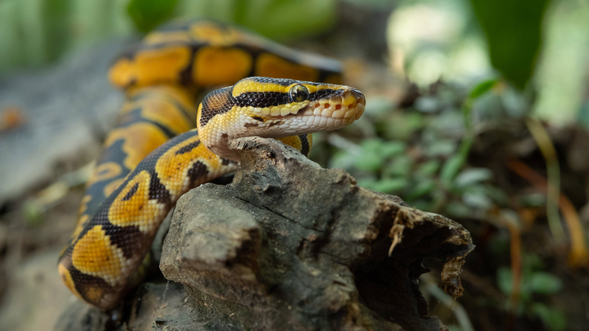 Pet Store Deep Dark Reptiles Springfield, MO