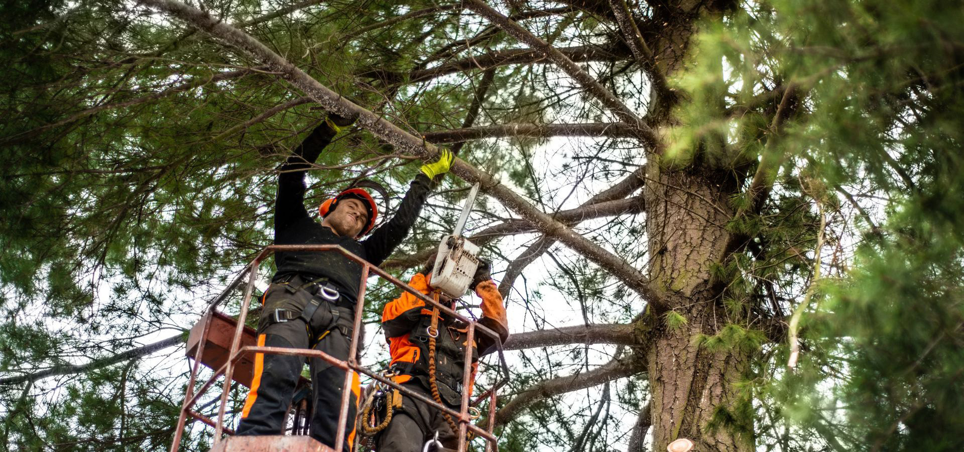 Tree Removal Services Vema Tree Service Santa Rosa, CA