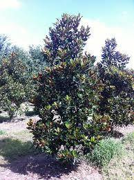 Low branch compact magnolia