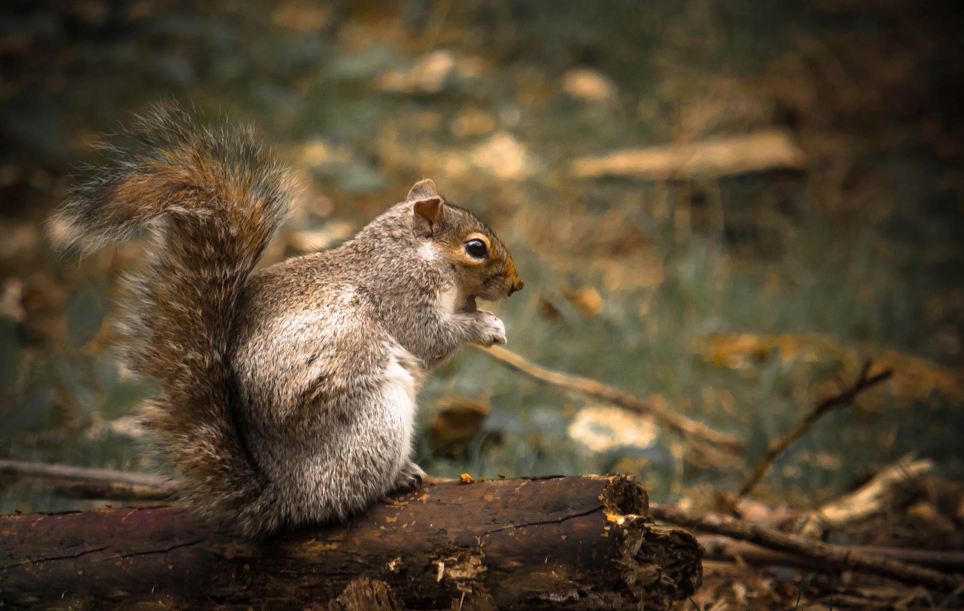 squirrel removal