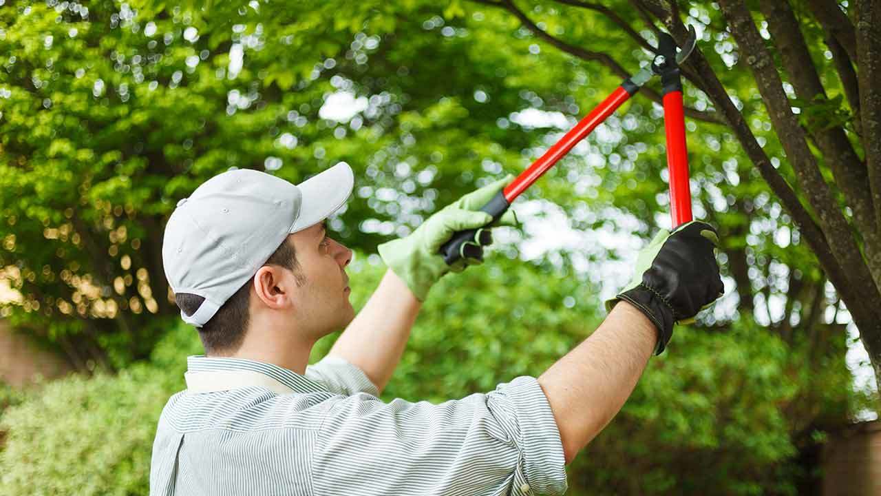 Tree Pruning