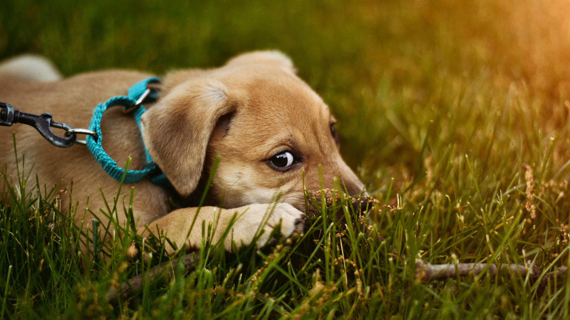 little live pets puppy price